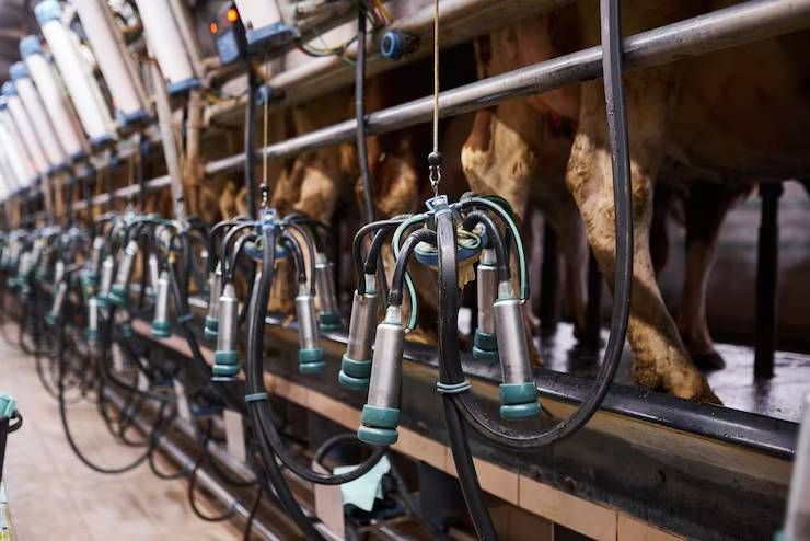 Milking Machine Information: Discover Automated Systems, Features, and Milking Processes